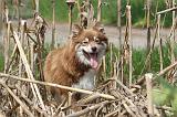 CHIEN FINNOIS DE LAPONIE 169